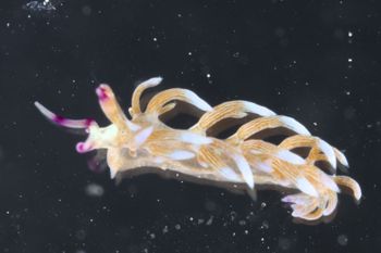 Media type: image;   Malacology 393738 Description: live specimen;